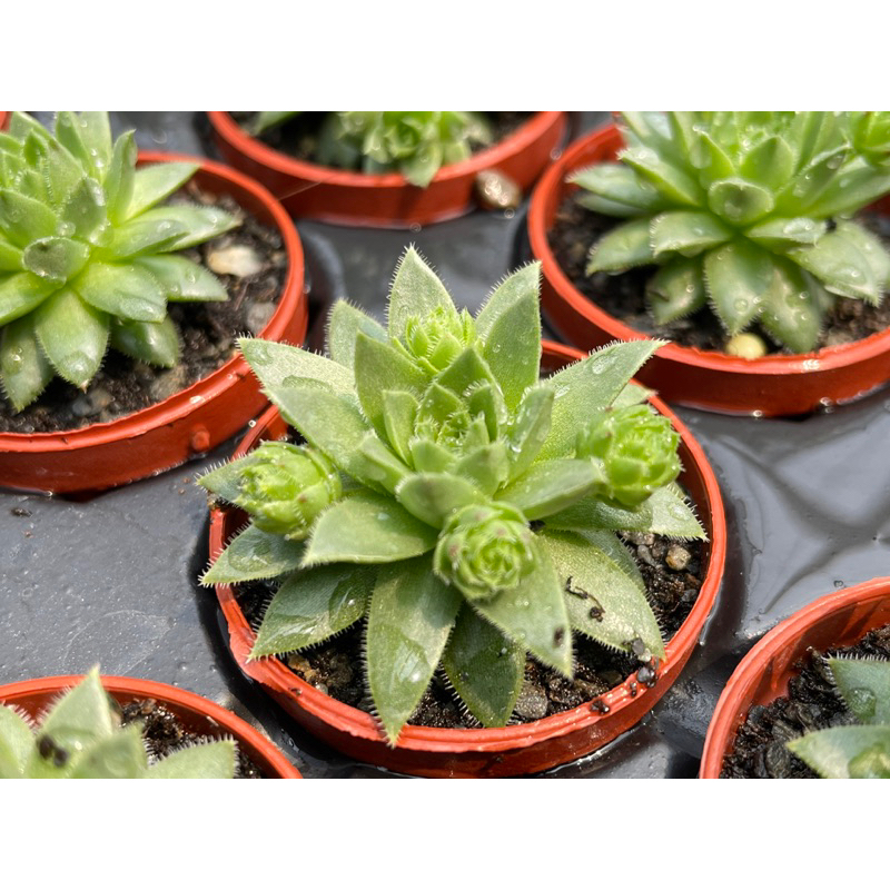 【多肉好好買】一寸盆 滾球卷絹 多肉植物 現貨