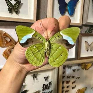 【現貨】🦋休伊特森蝶🦋 蝴蝶 昆蟲 模型 乾貨三角紙包裝 #非活體 #類模型 #藝術品