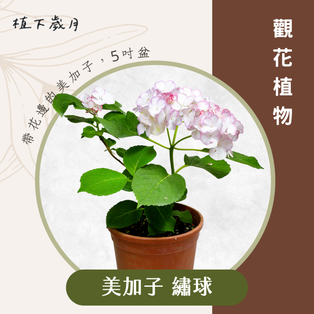 【植下歲月】美加子繡球花盆栽 5吋盆|觀花植物