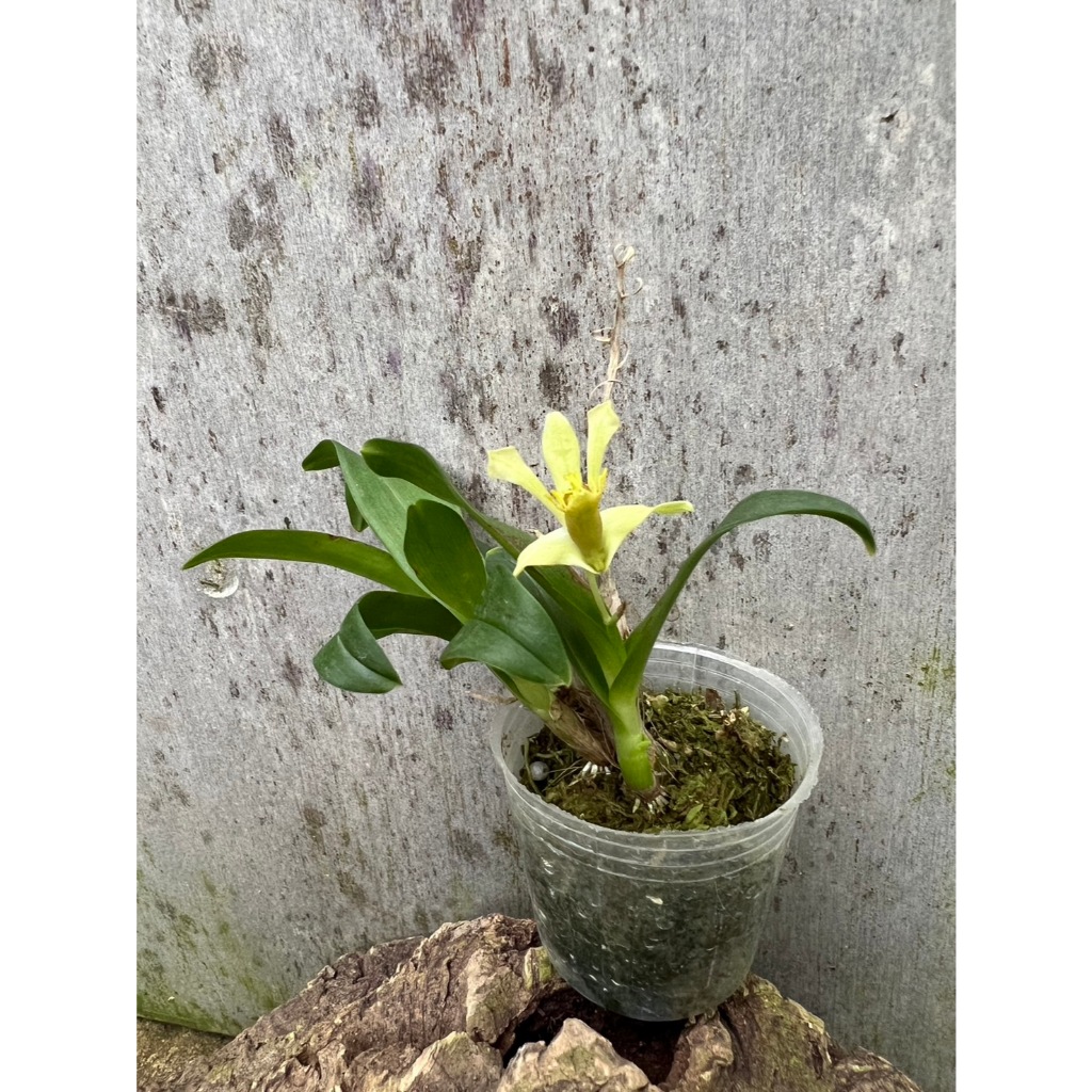 噢葉design "Dendrobium delacourii 小豆苗石斛"   蘭花、塊根植物、圓葉花燭、蔓綠絨