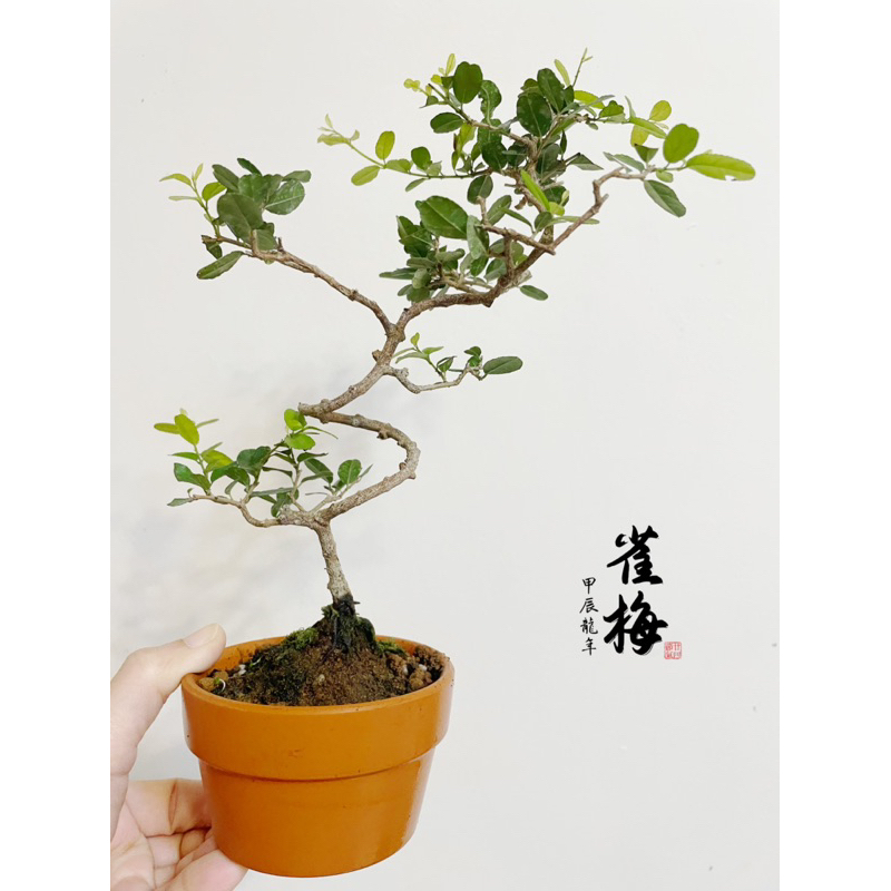 小魚筆記-雀梅/盆景樹/小品盆栽
