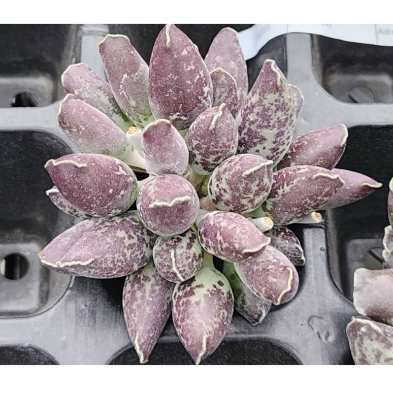 丸葉紫斑海豹 天章系列 👑0605 無根 裸株出貨 多肉植物 多肉