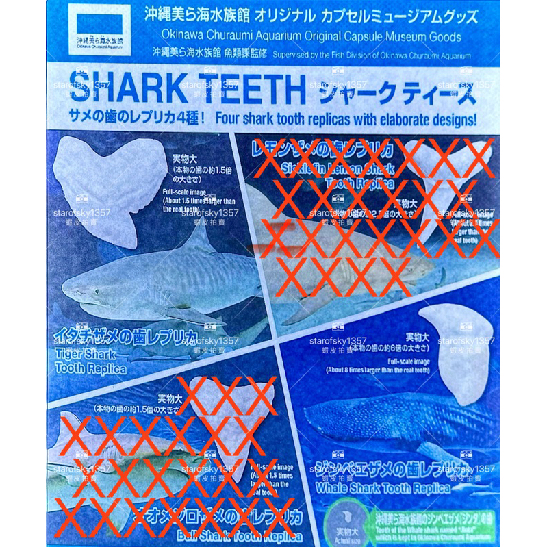 美麗海水族館 鯊魚 牙齒 模型 鯨鯊 藍鯊 虎鯊 日本 沖繩 限定 扭蛋 轉蛋