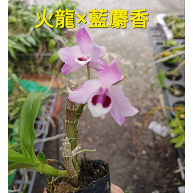 新上架🌸火龍×藍麝香石斛蘭苗🌸花苗🌸五月開花