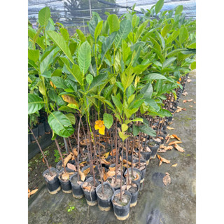 ★綠霖園藝★波羅蜜 實生苗 觀賞植物/水果樹苗/新興果樹/果苗/嫁接/植物/盆栽