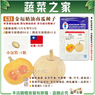 【蔬菜之家滿額免運】G31.金福奶油南瓜種子1顆 新品種小果奶油南瓜 早生豐產 肉質Q甜