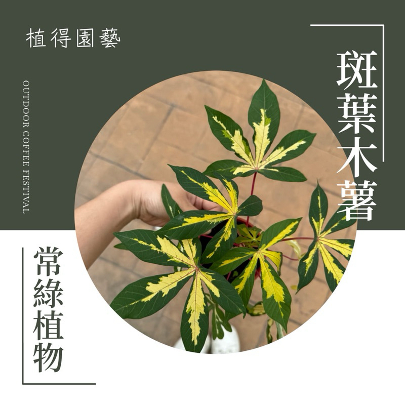 植得｜黃金斑葉樹薯｜多年生常綠植物