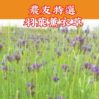 羽葉薰衣草 薰衣草【特選種子】農友牌 特選香藥草小包裝種子 約30粒/包