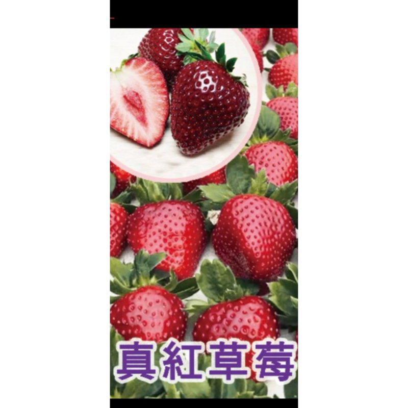 日本奈良珍珠白草莓.日本天使AE草莓.雪芹草莓. 雪兔草莓.雪岩草莓.雪姫草莓.四季粉鑽白草莓苗， 真紅草莓.果實深紅。