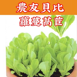 蘿蔓萵苣 【農友種苗】 蘿蔓萵苣種子 貝比菜 蘿蔓萵苣 baby菜 種子 播種期春-秋季 20天可採收