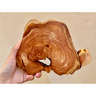 臺灣龍柏—萬用臺座/原木/拍攝道具/手工細緻拋磨（兩面皆可使用，獨一無二，僅此一件）