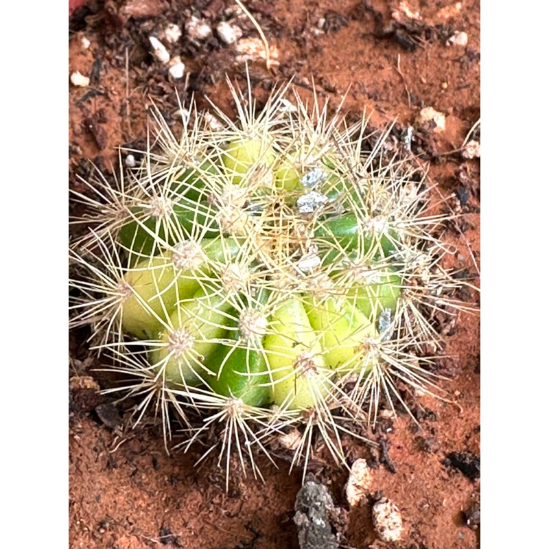 出錦黃綠色金盛丸_仙人掌_精品_超好看_2.5吋_小顆多肉植物_仙人掌盆栽【Casual療癒多肉植物花園】