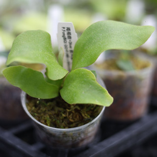 捲捲鹿+Diver鹿角蕨 孢子苗 2吋盆 蕨類植物 鹿角蕨上板 觀葉植物 園藝 植栽 陽臺植物 盆栽【阿金的便秘花園】