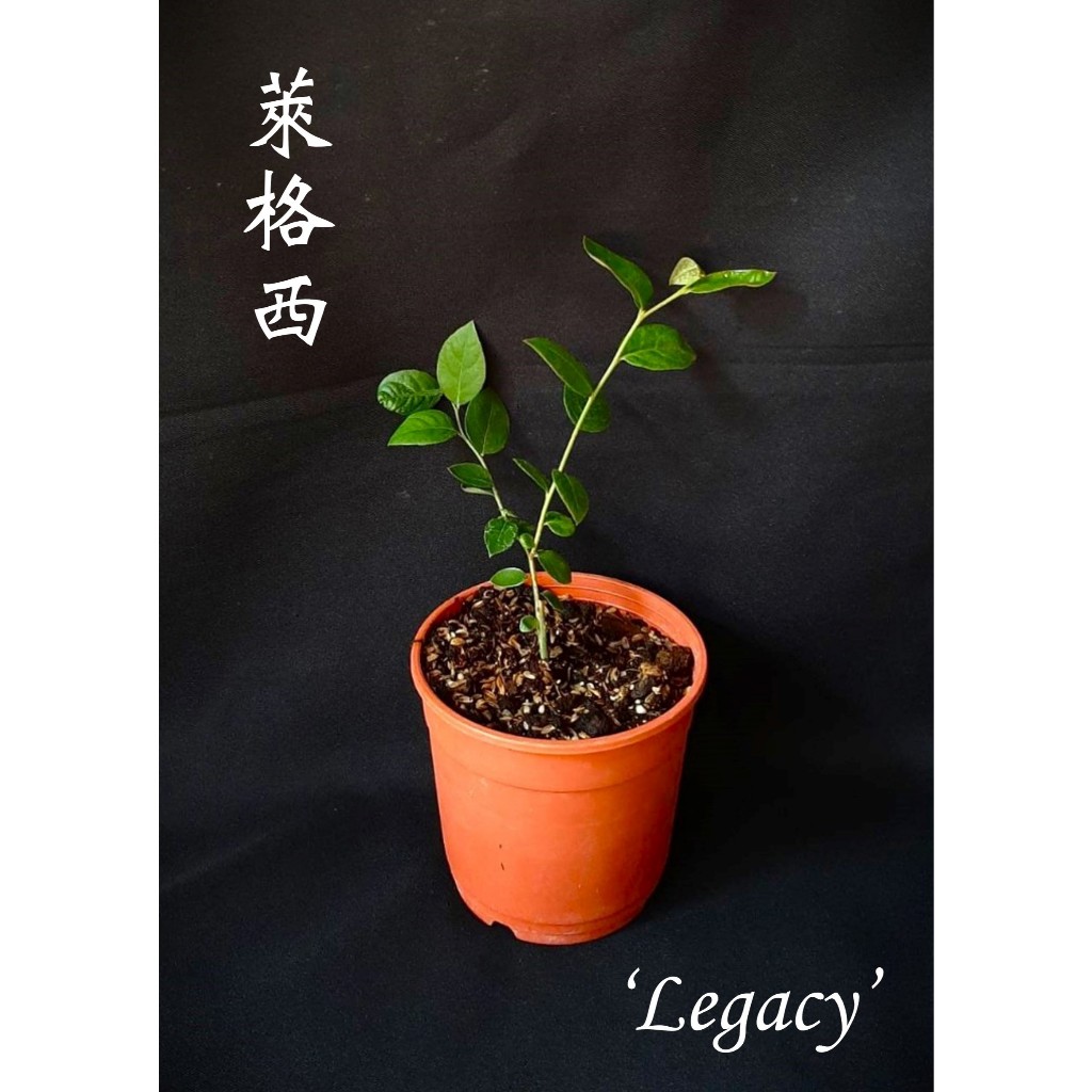 藍莓苗(萊格西，南高，4寸盆)