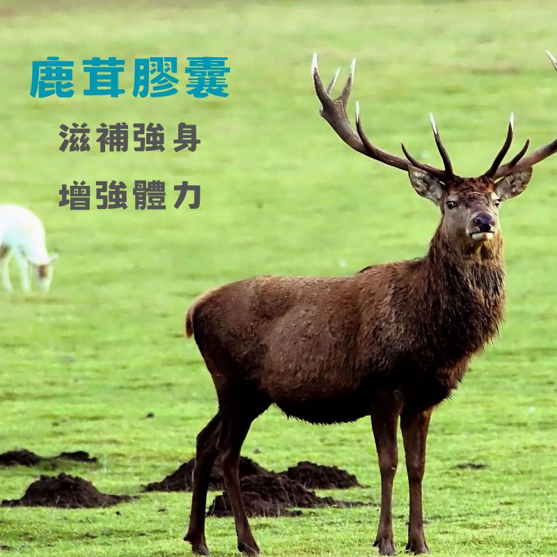 鹿茸｜優惠推薦- 蝦皮購物- 2025年11月