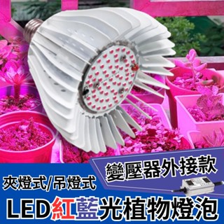 【君沛植物生長燈】 50W植物生長燈 LED植物燈泡 50瓦 紅藍光譜 變壓器外接款
