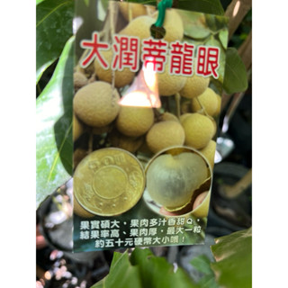 大潤蒂 龍眼 / 4吋～嫁接果樹苖木⋯