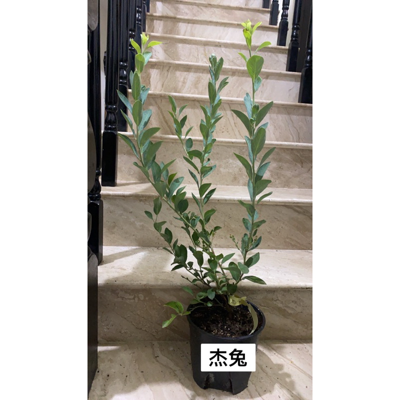 藍莓扦插苗 杰兔 兔眼
