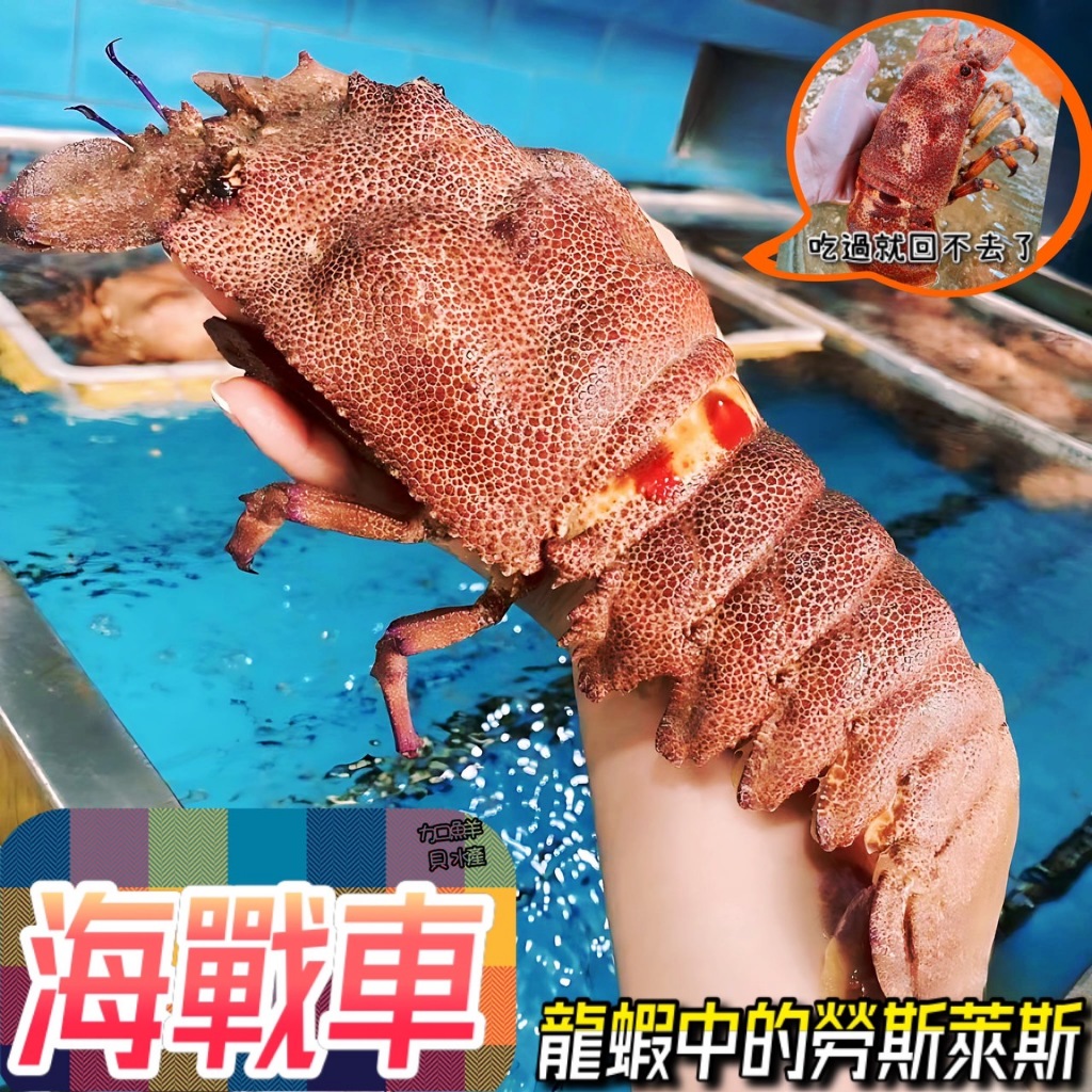 【加貝鮮水產】🌊雙北活海鮮配送活體野生海戰車比龍蝦好吃饕客最愛📽️看影片活龍蝦活戰車活海戰車台北活海鮮新北活海鮮宅配快遞