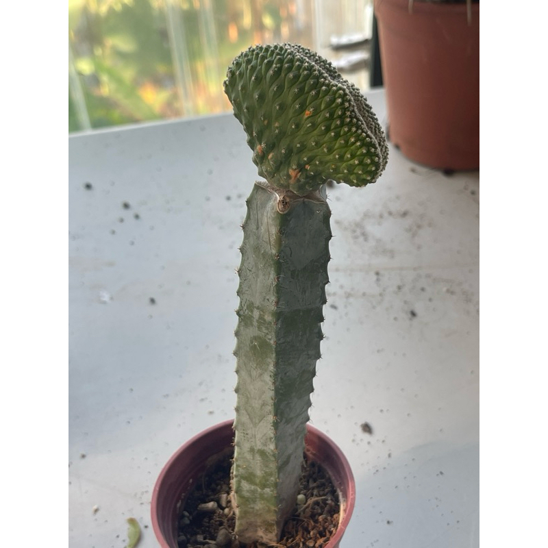 （仙人掌天地）仙人掌菊水