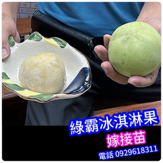 ✅綠霸白柿✅冰淇淋果【嫁接苗】White Sapote W4白柿 大星膠核白柿 香妃白柿 白人心果 黃蜜白柿 蜜香一號