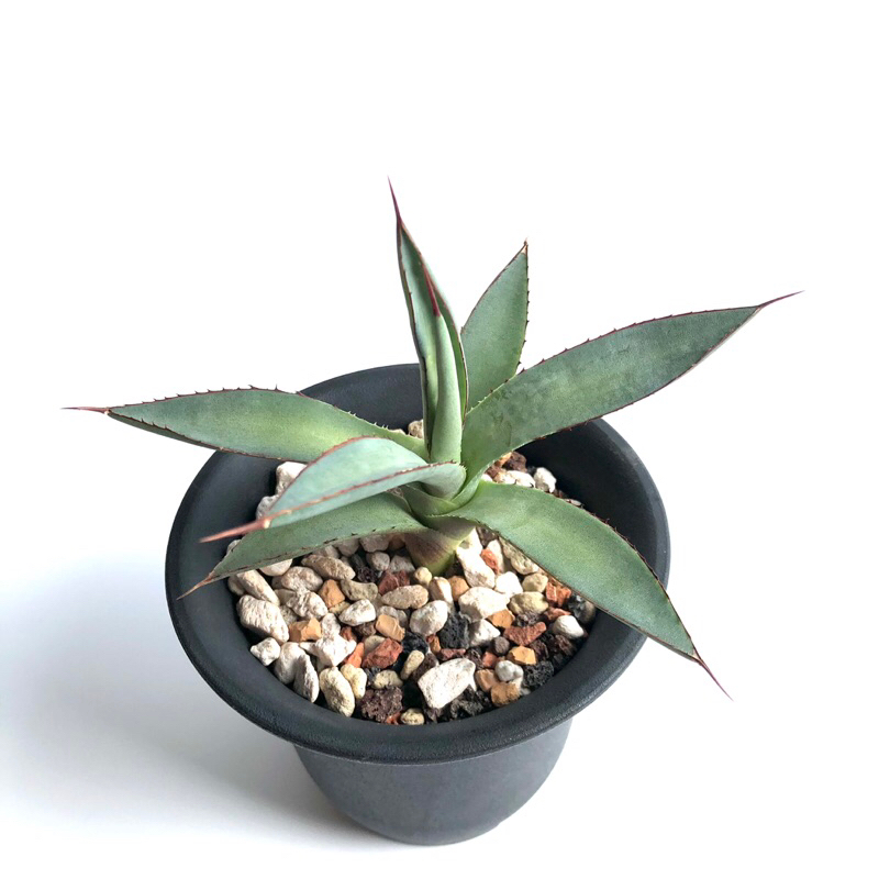 瀧雷 龍舌蘭 Agave 多肉植物