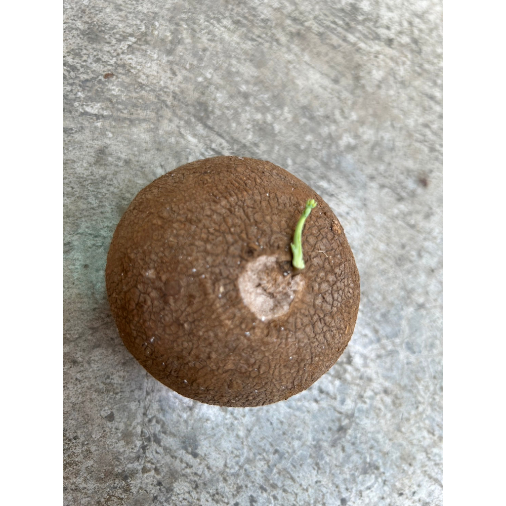 植系青屬-圓葉山烏龜5公分左右(中型)/塊根植物/室外植物/三吋盆