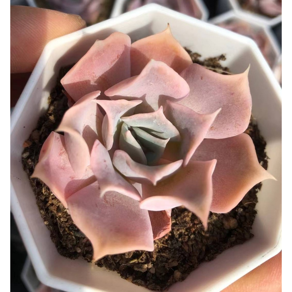 粉星砂 🌷0925 無根 裸株出貨 多肉植物 多肉 藍絲絨交種 蘿拉 粉色 厚粉 粉芭蕾