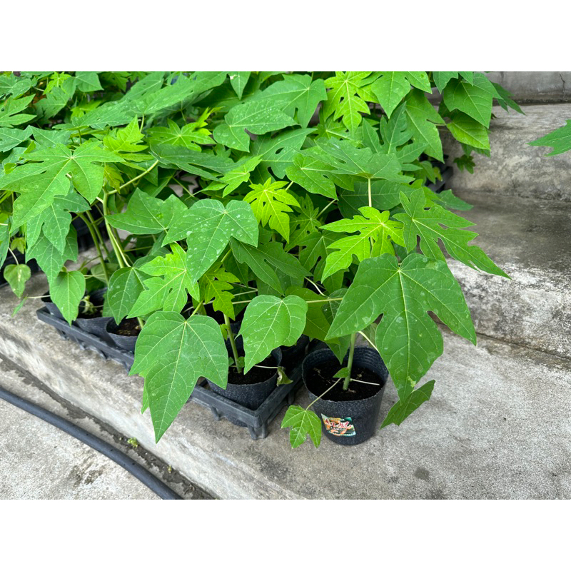 紅妃木瓜組織培養苗 矮種木瓜苗  熱門品種 保證兩性株苗 組培苗