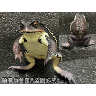 【領航員會館】單售IKIMON日本正版NTC圖鑑-巨型蟾蜍 黑色 扭蛋 公仔 癩蛤蟆 青蛙 牛蛙 動物模型 玩具 標本