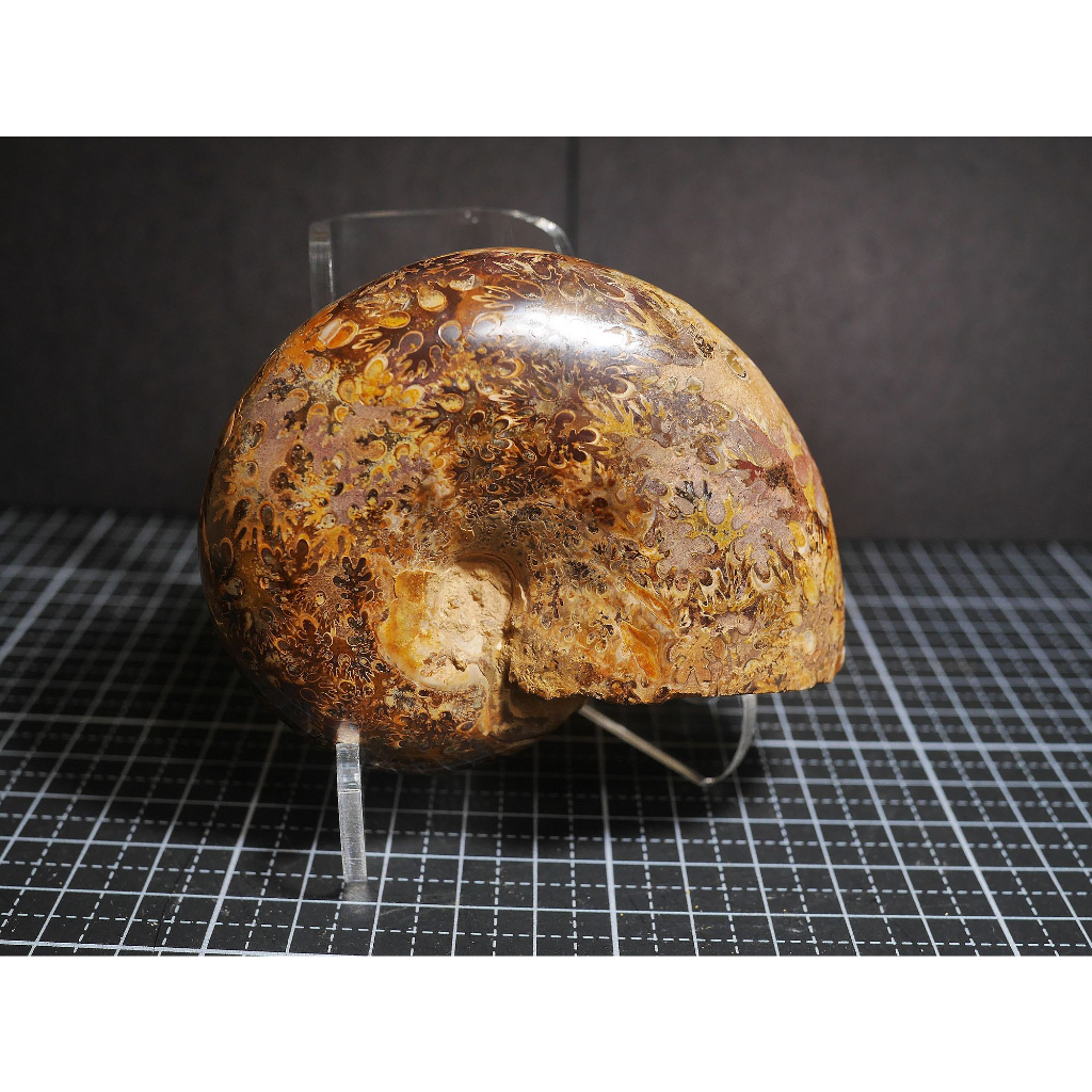 【實物實拍】【現貨】【露蝦】黃金色的葉菊石(88mm)(花紋美 不小顆) 自然科學 古生物 活化石 收藏 三葉蟲