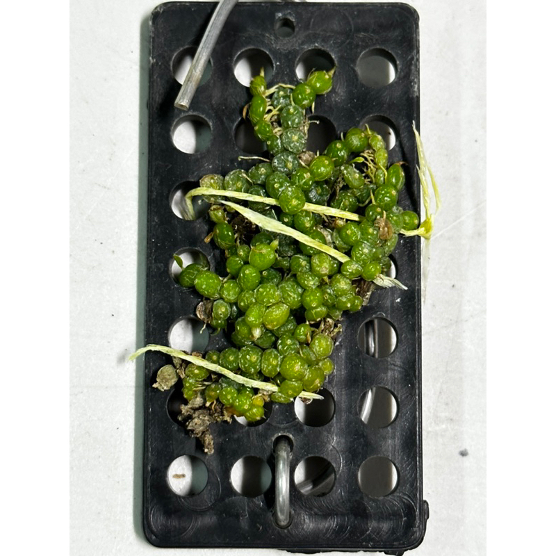 綠豆豆蘭 Bulb. moniliforme蘭花 原生種 小型迷你豆蘭