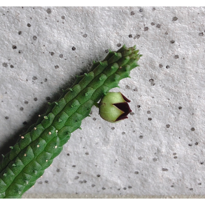 冬棗交種：蘿藦科 多肉植物