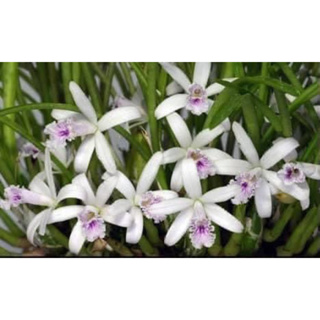 Laelia lundii var. coerulea 巴西原種小型雷麗亞