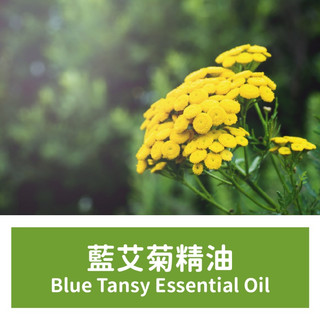 【馥靖精油】藍艾菊精油 Blue Tansy Essential Oil 100ml