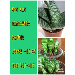 淨化空氣🌵綠鑽虎皮蘭 🫶🏻短葉虎尾蘭 ❤️多肉植物💚短邊虎皮蘭 多買多賺 裸根寄出 可土耕 可水耕