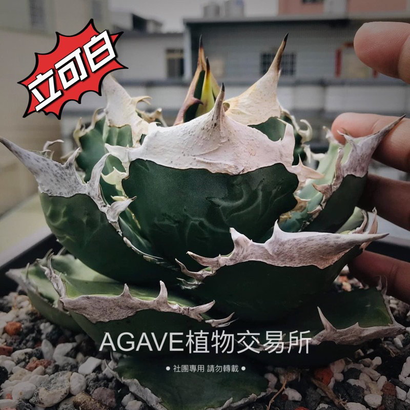 立可白嚴龍(販售側芽) 非TC組織苗 龍舌蘭 AGAVE