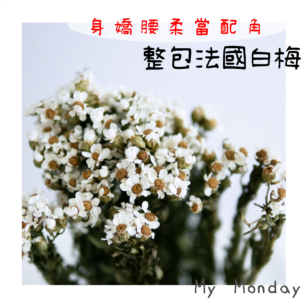 My Monday 衝評價!!! 白梅【整包 / 法國白梅 】天然 乾燥 花材 花束 手做 DIY 花藝 乾燥花 桌花