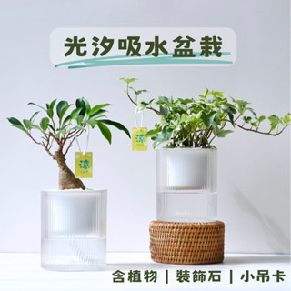 光汐透明吸水盆栽 （盆器含植物·贈石頭和小吊卡）室內植物 懶人盆栽 辦公室盆栽 免澆水盆栽 盆栽 室內盆栽