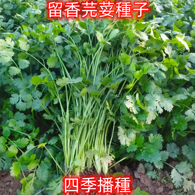 F0001 蔬菜種子 原裝香菜種子 香菜種子 留香芫荽種子 大田用種