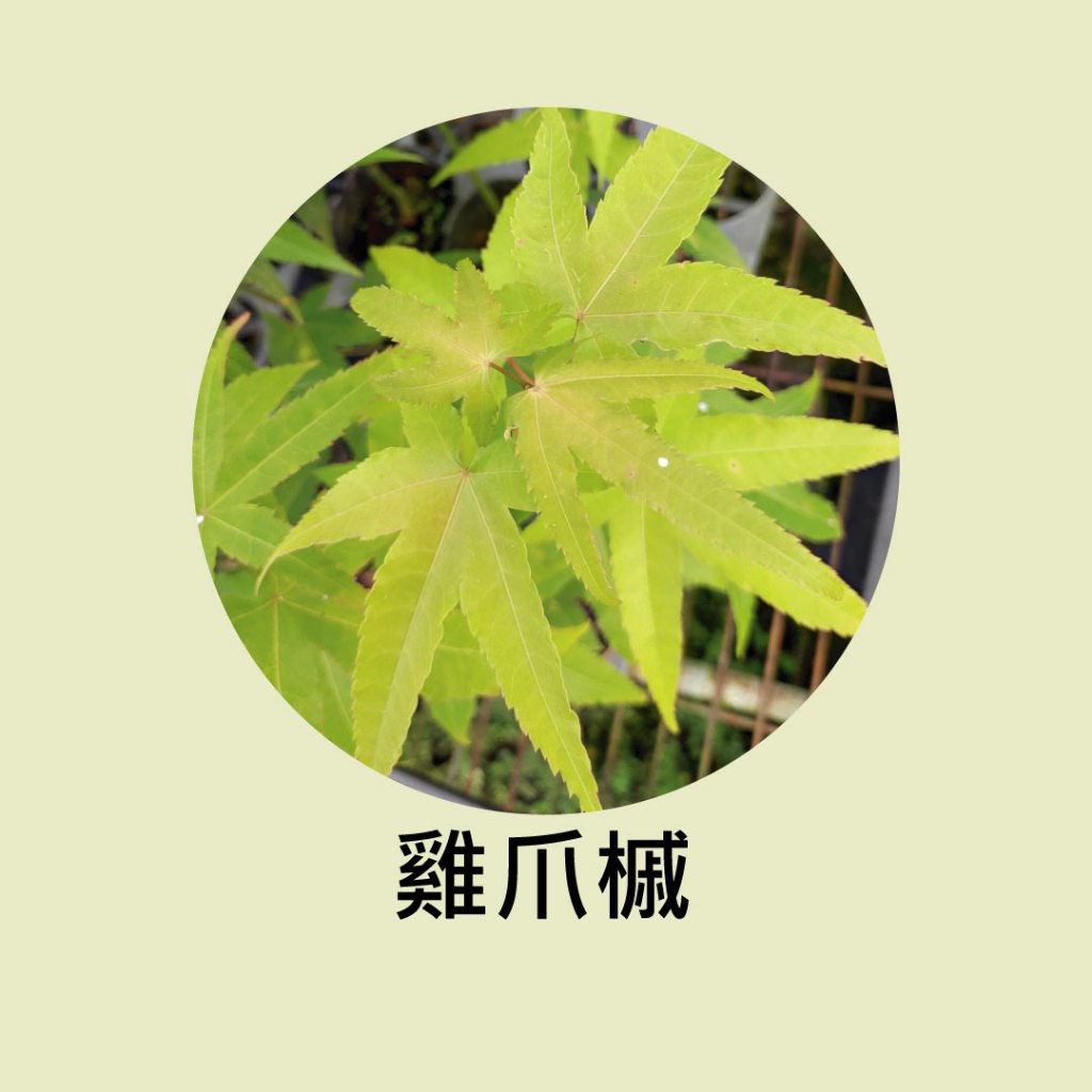 [碧路蘭旅]雞爪槭  樹苗 3吋盆 15公分 苗木 盆栽 綠化