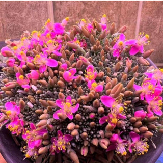 【肉嘟嘟種子】(稀有紅花韌錦種子) 馬齒莧科 紅花韌錦 稀有精品種子 植物仙人球多肉植物室內陽臺小盆栽