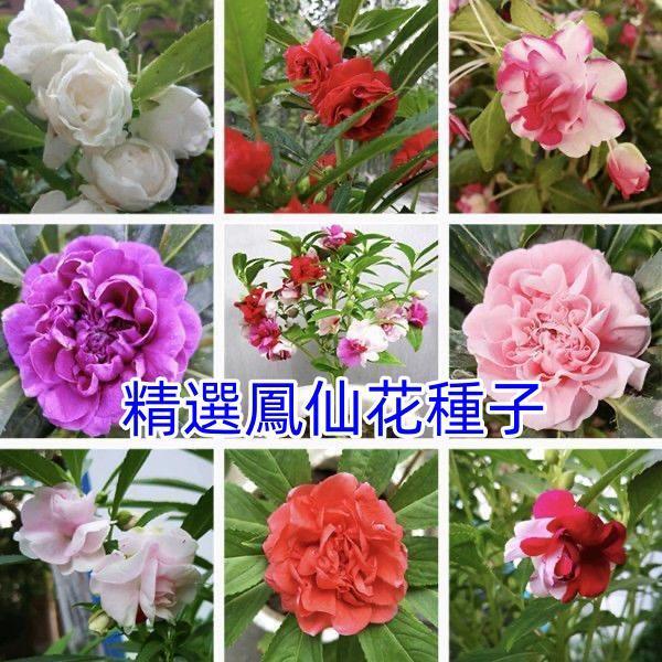 重瓣鳳仙花種子 指甲花鳳仙茶花四季播易活庭院陽臺盆栽花卉種子