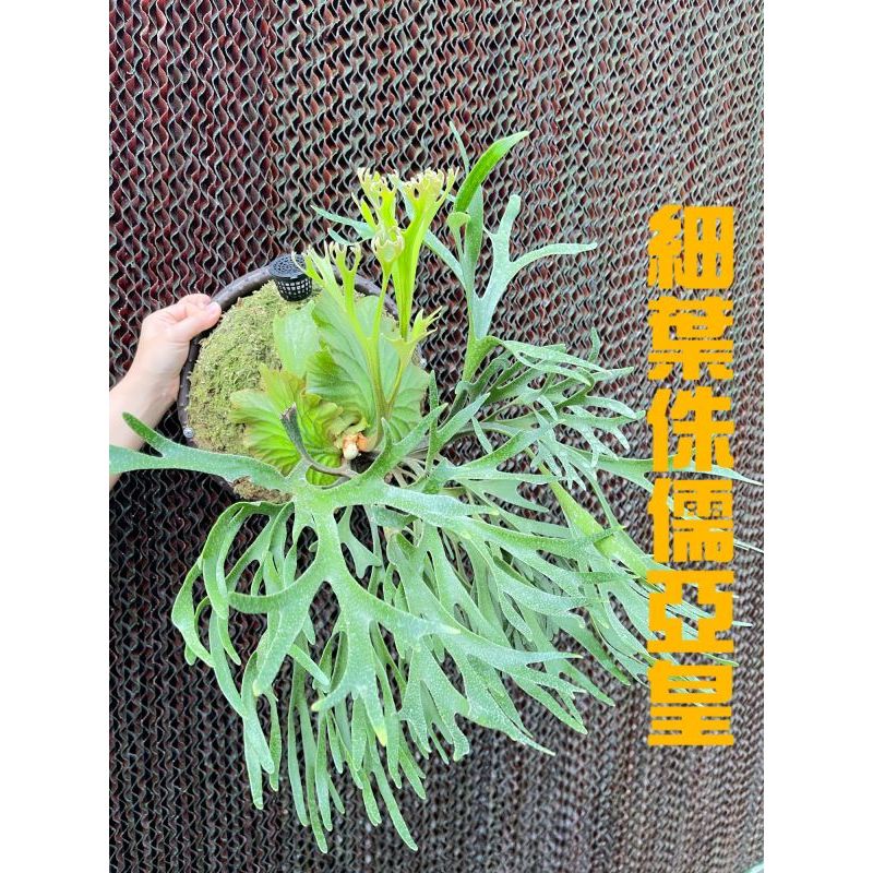 🐝BEE_PLANTS 台中鹿角蕨  2.5吋 細葉侏儒亞皇鹿角蕨