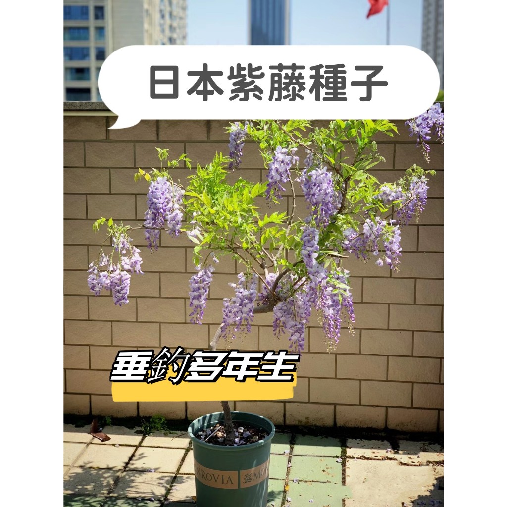 日本紫藤花Wisteria sinensis種子 紫藤蘿爬藤植物紫藤花樹紫水晶多色可選 盆栽庭院 觀賞花卉種子