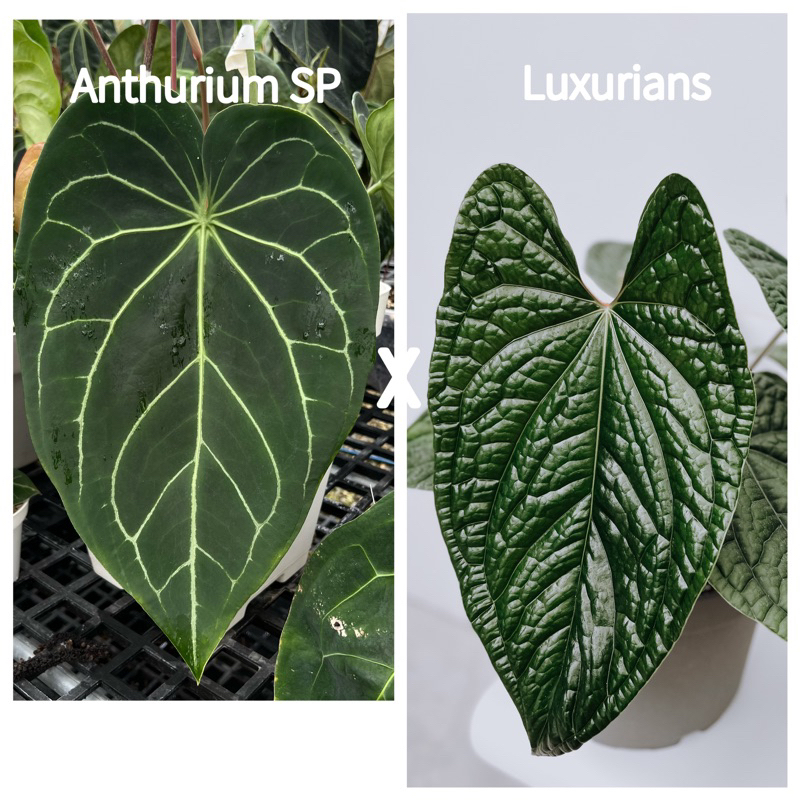 Anthurium SP x luxurians奢華火鶴｜