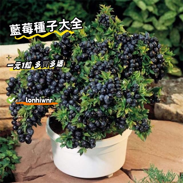 【藍莓種子】 四季可種 藍莓種子 庭院陽台盆栽種植 超低價 一元1粒