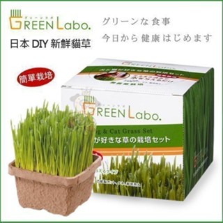 日本GreenLabo 燕麥盆栽組DIY貓草盆/燕麥貓草種子包 懶人包易種包 ♡犬貓大集合♥️