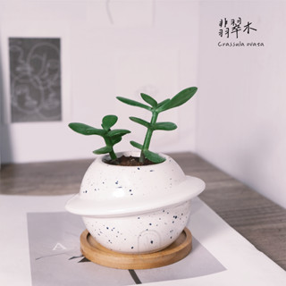 原植｜植物｜翡翠木．玉樹．多肉．灌木植物．發財樹．景天科．園藝．種植．栽種．培養．性極耐旱．3吋