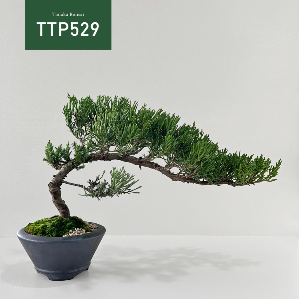 【Tanaka Bonsai】TTP529 台灣真柏盆景（實木陳列座需另購）｜松柏盆栽